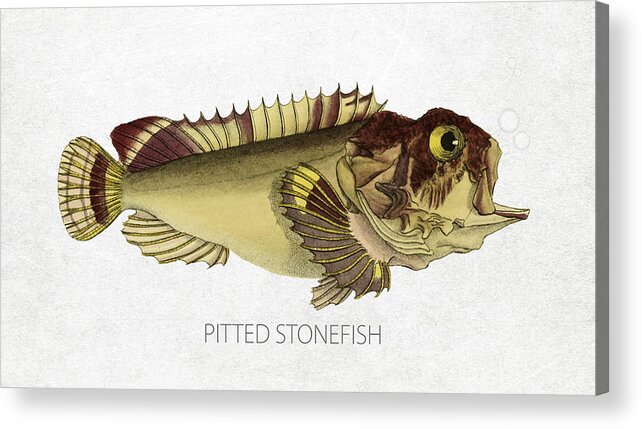 Pitted Stonefish Acrylic Print featuring the digital art Pitted stonefish by Aged Pixel