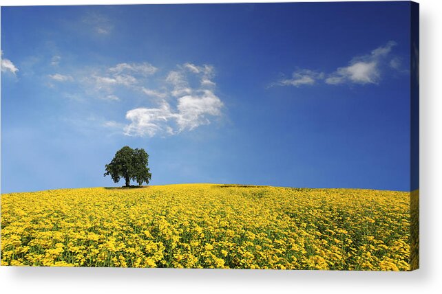 Tranquility Acrylic Print featuring the photograph Primary Colours by Nick Brundle Photography