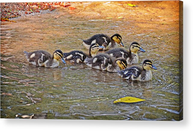 Ducklings Acrylic Print featuring the photograph Quackers by Linda Brown