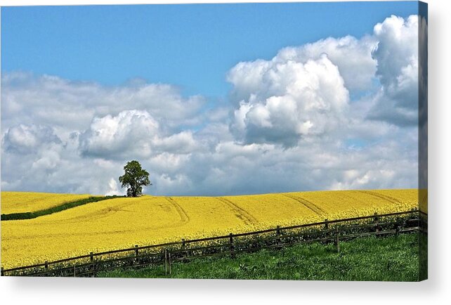 Tranquility Acrylic Print featuring the photograph Rapeseed Fields by Flick's Pix