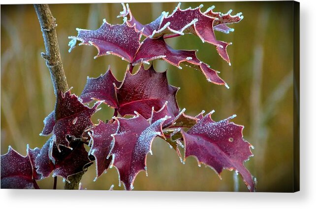 Leaves Acrylic Print featuring the photograph Red In Rime by Julia Hassett
