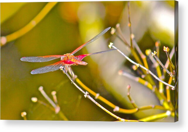 Nature Acrylic Print featuring the photograph Resting Red Dragonfly by Cyril Maza