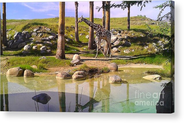 Landscape Acrylic Print featuring the photograph Reticulated Giraffe by Chris Tarpening