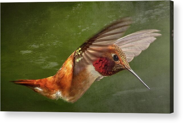 Hummingbird Acrylic Print featuring the photograph Rufous Hummingbird by Bill Johnson