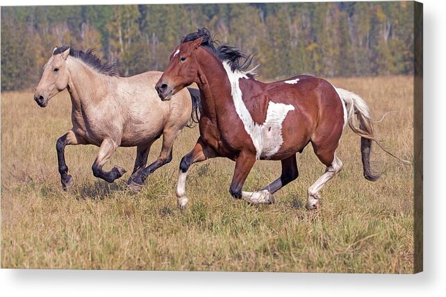 Horse Acrylic Print featuring the photograph Running Horses by Gary Samples