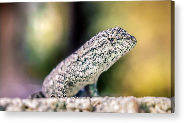 America Acrylic Print featuring the photograph Sceloporus undulatus by Rob Sellers