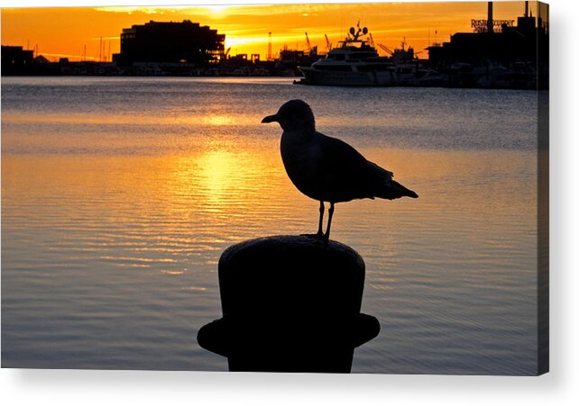 Baltimore Acrylic Print featuring the photograph Seagull Silhouette Sunrise by Nancy De Flon
