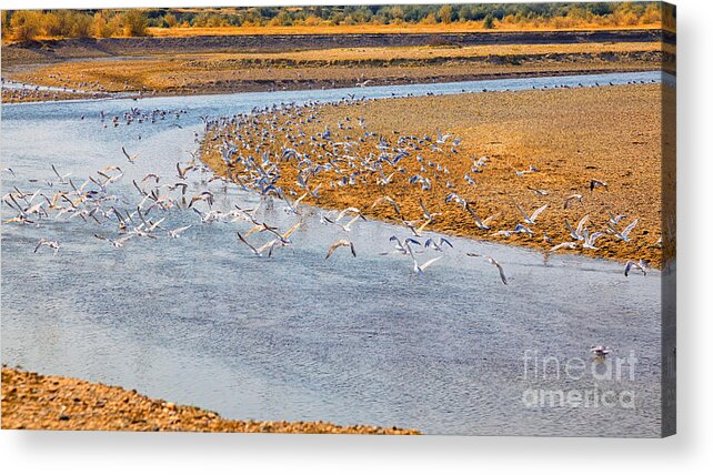 Buzau River Acrylic Print featuring the photograph Seagulls on Buzau riverbank by Gabriela Insuratelu