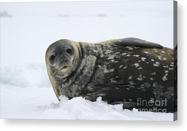 Festblues Acrylic Print featuring the photograph Seal of the South... by Nina Stavlund