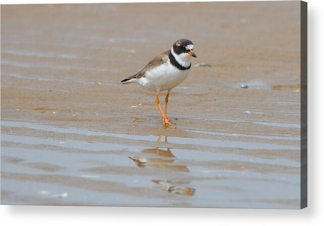 Birds Acrylic Print featuring the photograph Semipalmated Plover by James Petersen