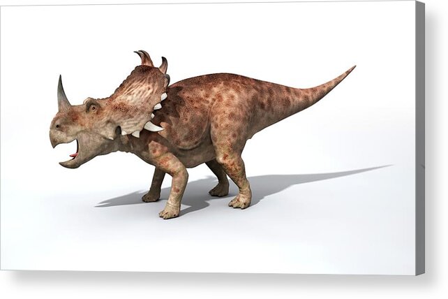 Sinoceratops Acrylic Print featuring the photograph Sinoceratops Male Dinosaur by Jose Antonio Penas/science Photo Library