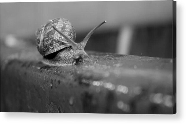 Insect Acrylic Print featuring the photograph Snail by Lora Lee Chapman