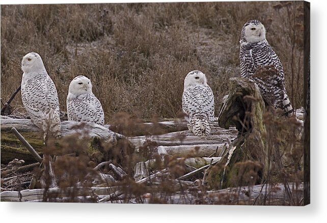 Snow Owls Acrylic Print featuring the photograph Snow owls by Rob Mclean 