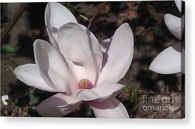 Flower Acrylic Print featuring the photograph Spring by Brianna Kelly