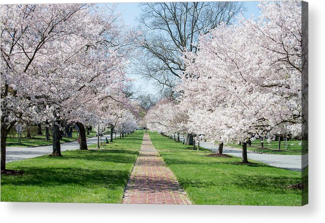 Tree Acrylic Print featuring the photograph Spring Cherry Trees by Stacy Abbott