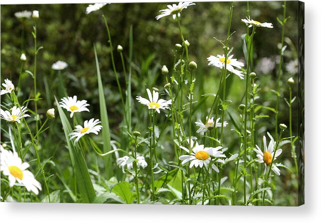 Daisy Acrylic Print featuring the photograph Spring Field by Mary Underwood