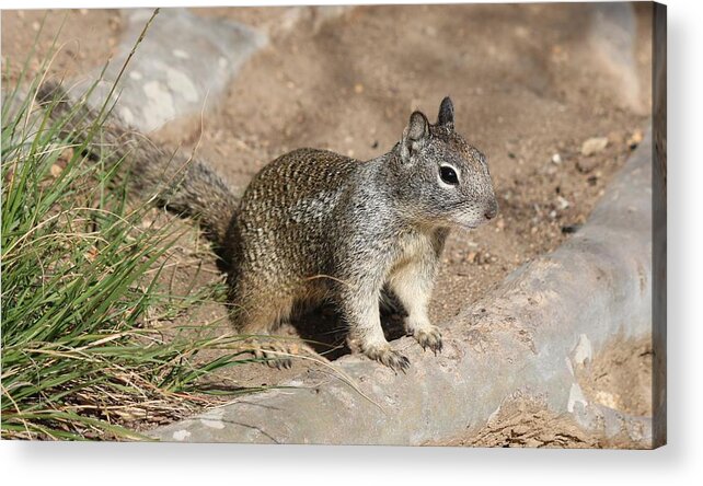 Squirrel Acrylic Print featuring the photograph Squirrel - 2 by Christy Pooschke