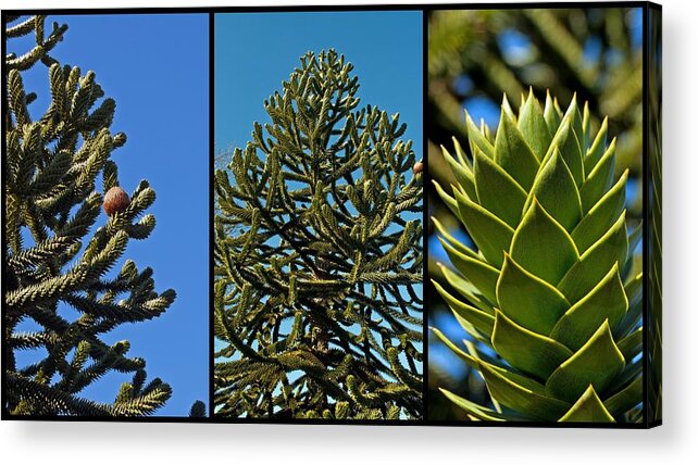 Monkey Acrylic Print featuring the photograph Study of the Monkey Puzzle Tree by Tikvah's Hope