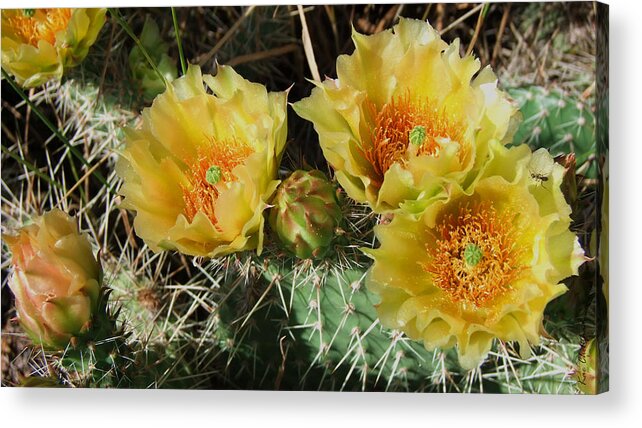 Cactus Acrylic Print featuring the photograph Summer Cactus Blooms by Kae Cheatham