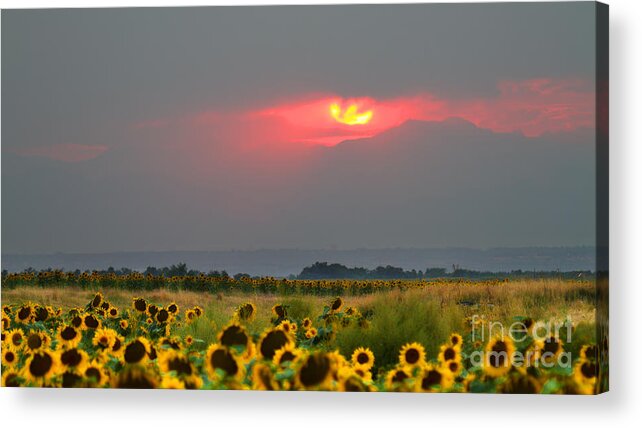 Flowers Acrylic Print featuring the photograph Sunflowers in Mordor by Jim Garrison