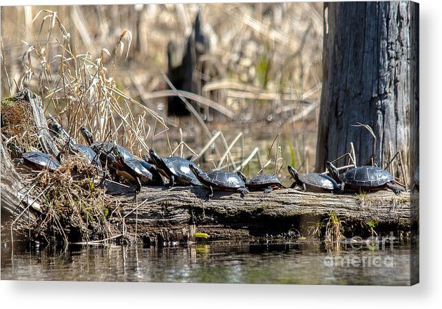 Painted Turtles Acrylic Print featuring the photograph Sunning Turtles by Cheryl Baxter