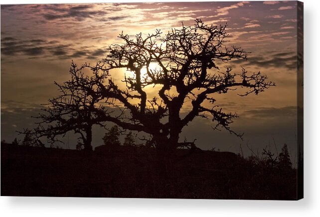 Sunset Acrylic Print featuring the photograph Sunset Oak by Jon Ares