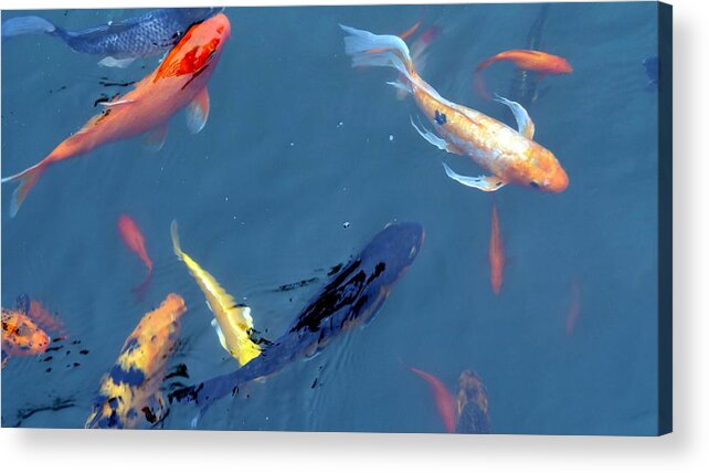 Koi Acrylic Print featuring the photograph Swimming Koi Fish by Patrick Morgan