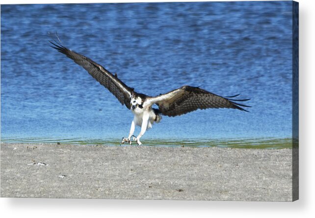 Wildlife Acrylic Print featuring the photograph Swooping Osprey by Kenneth Albin