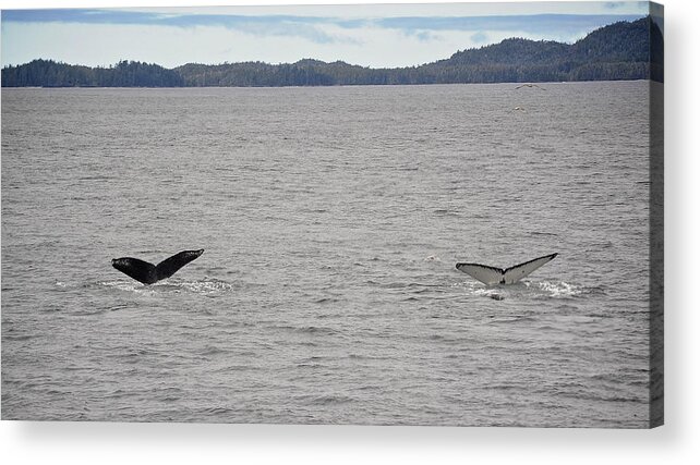 Landscapes Acrylic Print featuring the photograph Humpback Whale Tails by Mary Lee Dereske
