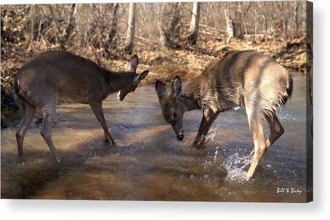 Deer Acrylic Print featuring the photograph The Bill and Mike show by Bill Stephens