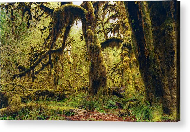 Woods Acrylic Print featuring the photograph The Deep and The Dark by Stuart Deacon