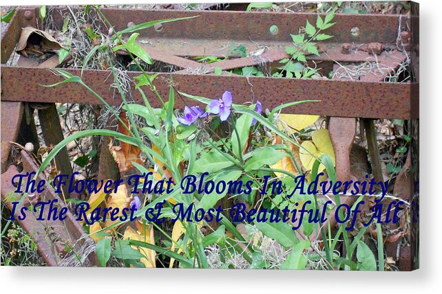  Acrylic Print featuring the photograph The Flower That Blooms In Adversity by Bob Johnson