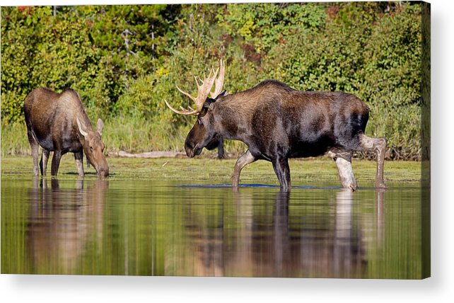 Moose Acrylic Print featuring the photograph The Gentleman Caller by Jack Bell
