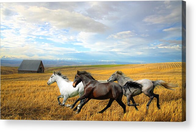White Horses Acrylic Print featuring the photograph The Race by Steve McKinzie