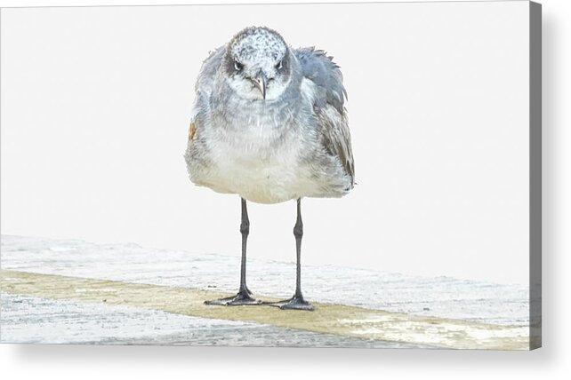 Seagull Acrylic Print featuring the photograph This Is Not My Happy Face by Don Durfee