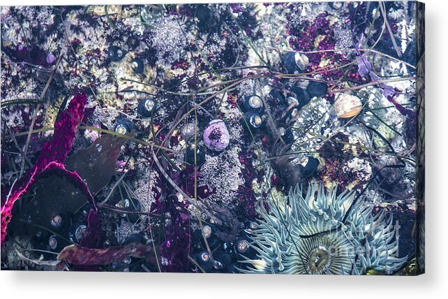 Tidepool Acrylic Print featuring the mixed media Tidal Pool Assortment by Terry Rowe