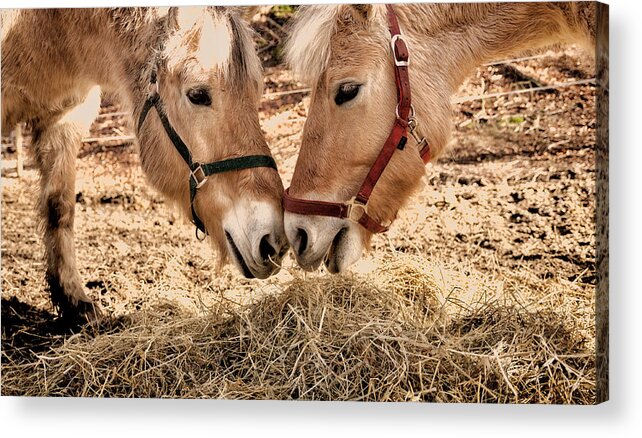 Horses Acrylic Print featuring the photograph Two horses by Mike Santis