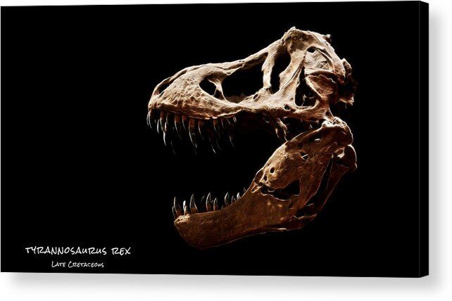 Tyrannosaurus Rex Skull Acrylic Print featuring the photograph Tyrannosaurus rex skull 4 by Weston Westmoreland