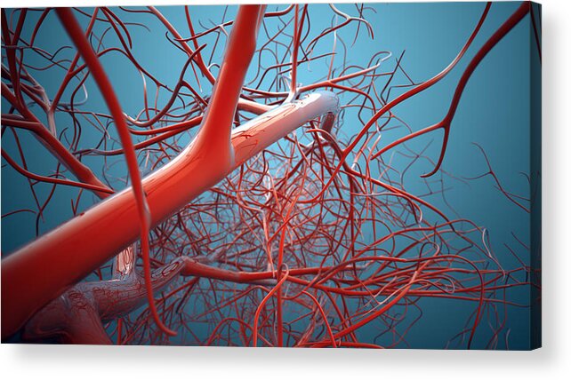 People Acrylic Print featuring the photograph Vascular System, Veins by Sitox