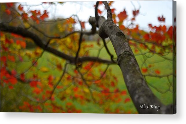 Nature Acrylic Print featuring the photograph View from a Tree by Alex King