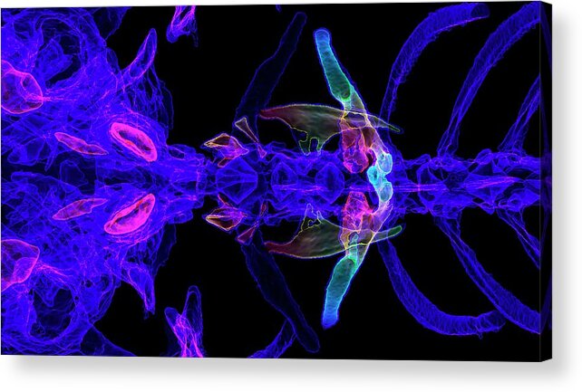 1 Acrylic Print featuring the photograph Weberian Apparatus by K H Fung/science Photo Library