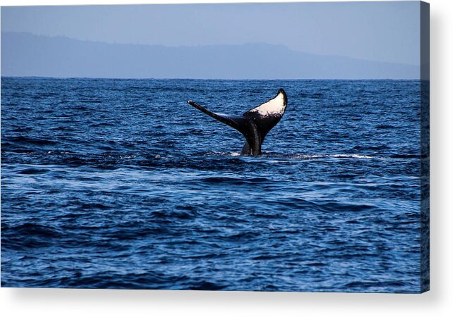 Cathy Donohoue Acrylic Print featuring the photograph Whale's Tail by Cathy Donohoue