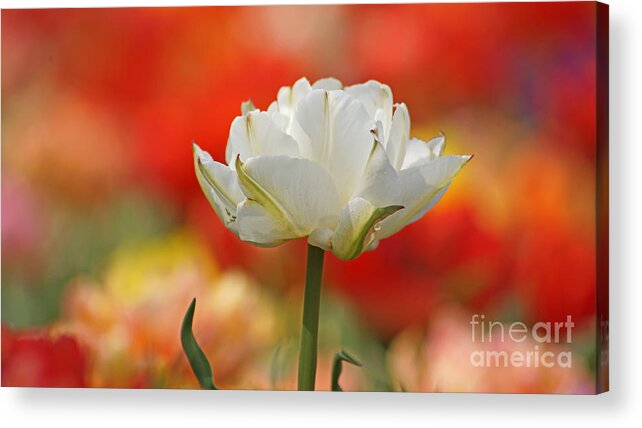 Tulip Acrylic Print featuring the photograph White Tulip Weisse gefuellte Tulpe by Eva-Maria Di Bella
