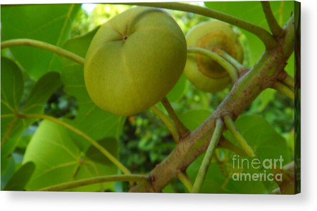 Wildfruit Acrylic Print featuring the photograph Wild Fruits by Xueyin Chen