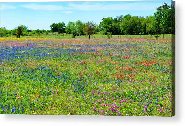 Wildflower Acrylic Print featuring the photograph Wildflower Paradise Panorama by Lynn Bauer