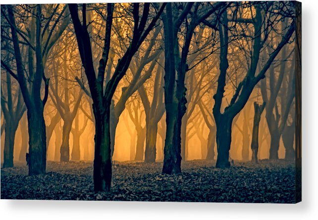 Pasture Acrylic Print featuring the photograph Woods Aglow by Don Schwartz