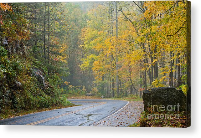 Yellow Acrylic Print featuring the photograph Yellow Fall Roadside Scenic by Ules Barnwell