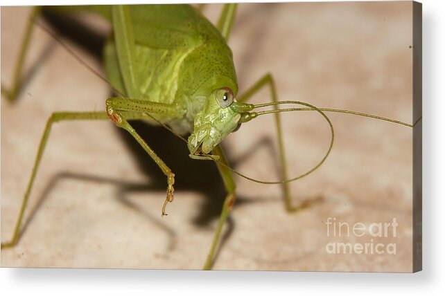 Grasshopper Acrylic Print featuring the photograph Antenna Cleaning #1 by Mareko Marciniak