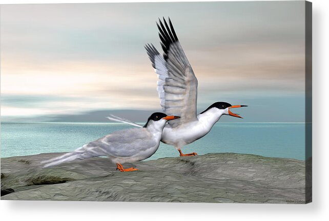 Common Tern Acrylic Print featuring the digital art Common Tern #1 by Walter Colvin