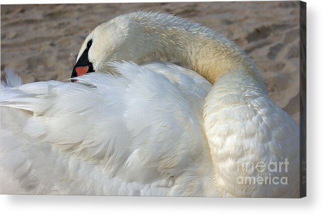 Bird Acrylic Print featuring the photograph Mute Swan #1 by Mareko Marciniak